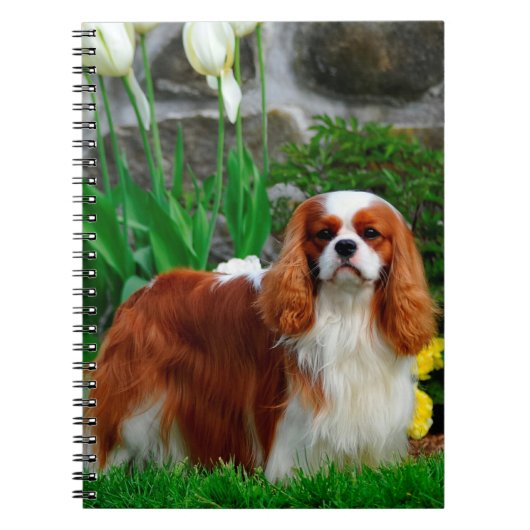 Blenheim Cavalier King Charles Spaniel Dog Notizblock (Vorderseite)