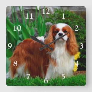 Blenheim Cavalier King Charles Spaniel Dog Quadratische Wanduhr