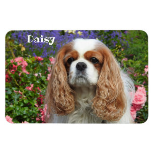 Blenheim Cavalier King Charles Spaniel in Blume Magnet