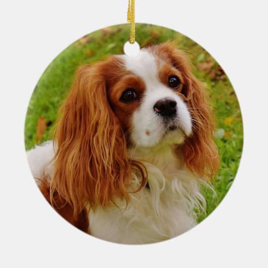 Blenheim Cavalier King Charles Spaniel in Grass Keramik Ornament (Hinten)