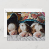 Blenheim Cavalier King Charles Spaniel Puppies Postkarte (Vorne/Hinten)