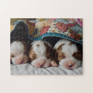 Blenheim Cavalier King Charles Spaniel Puppies Puzzle
