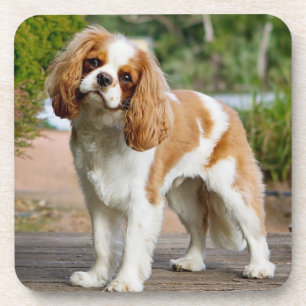 Blenheim Cavalier King Charles Spaniel Puppy Dog Getränkeuntersetzer