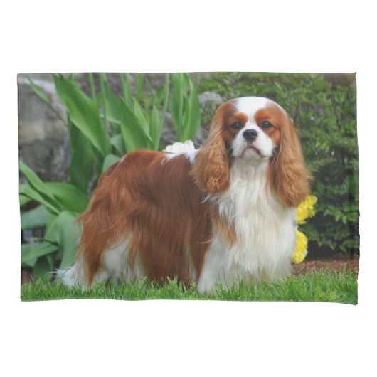 Blenheim Cavalier King Charles Spaniel Puppy Dog Kissenbezug (Vorderseite)