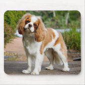Blenheim Cavalier King Charles Spaniel Puppy Dog Mousepad (Vorne)