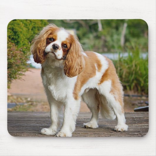 Blenheim Cavalier King Charles Spaniel Puppy Dog Mousepad (Vorne)