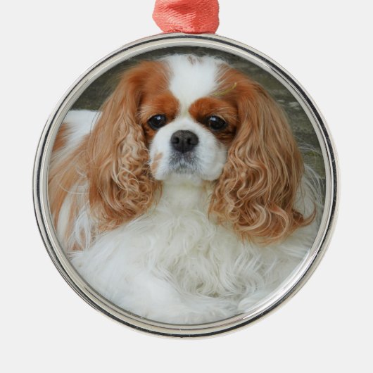 Blenheim Cavalier King Charles Spaniel Puppy Dog Ornament Aus Metall (Vorne)