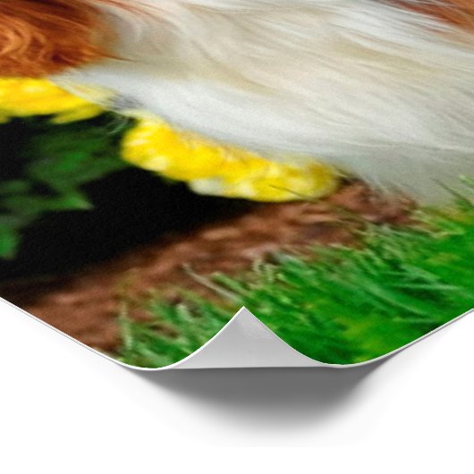 Blenheim Cavalier King Charles Spaniel Puppy Dog P Poster (Ecke)