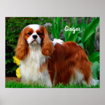Blenheim Cavalier King Charles Spaniel Puppy Dog P