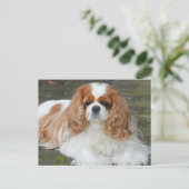 Blenheim Cavalier King Charles Spaniel Puppy Dog P Postkarte (Stehend Vorderseite)