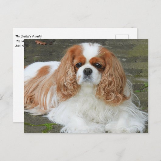 Blenheim Cavalier King Charles Spaniel Puppy Dog P Postkarte (Vorne/Hinten)