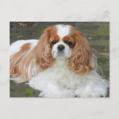 Blenheim Cavalier King Charles Spaniel Puppy Dog P Postkarte (Vorderseite)