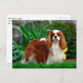 Blenheim Cavalier King Charles Spaniel Puppy Dog Postkarte (Vorne/Hinten)