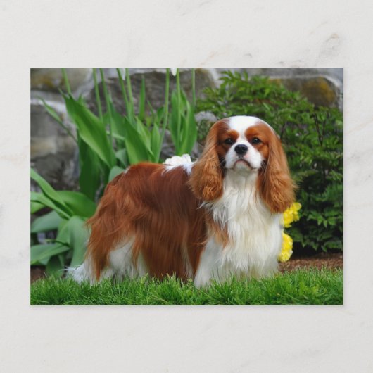 Blenheim Cavalier King Charles Spaniel Puppy Dog Postkarte (Vorderseite)