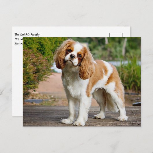 Blenheim Cavalier King Charles Spaniel Puppy Dog Postkarte (Vorne/Hinten)
