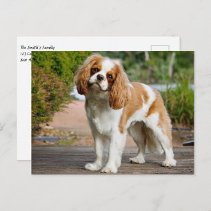 Blenheim Cavalier King Charles Spaniel Puppy Dog Postkarte