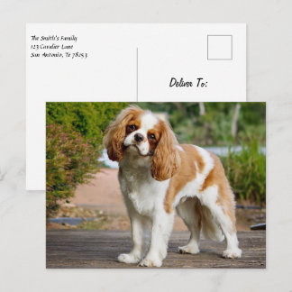 Blenheim Cavalier King Charles Spaniel Puppy Dog Postkarte