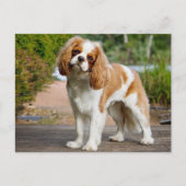 Blenheim Cavalier King Charles Spaniel Puppy Dog Postkarte (Vorderseite)