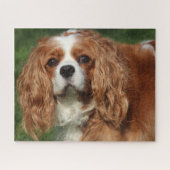 Blenheim Cavalier King Charles Spaniel Puppy Dog Puzzle (Horizontal)
