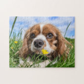 Blenheim Cavalier King Charles Spaniel Puppy Dog Puzzle (Horizontal)