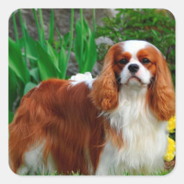 Blenheim Cavalier King Charles Spaniel Puppy Dog Quadratischer Aufkleber