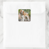 Blenheim Cavalier King Charles Spaniel Puppy Dog Quadratischer Aufkleber (Tasche)