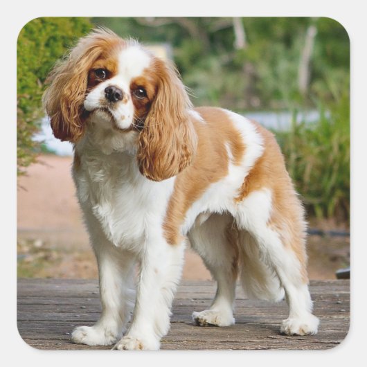 Blenheim Cavalier King Charles Spaniel Puppy Dog Quadratischer Aufkleber (Vorderseite)