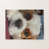 Blenheim Cavalier King Charles Spaniel Puzzle (Horizontal)