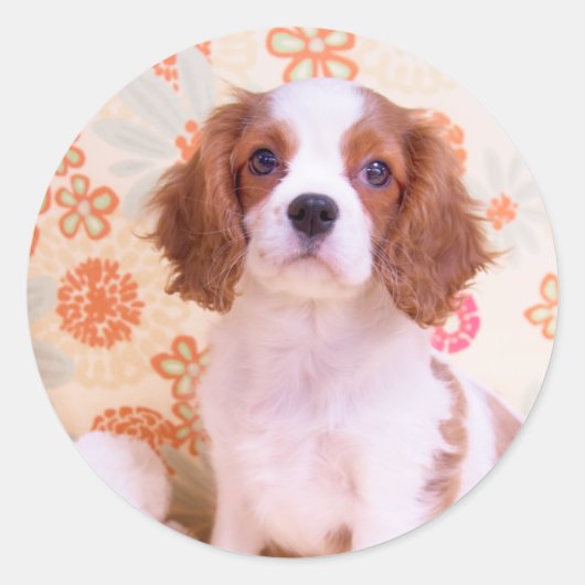 Blenheim Cavalier King Charles Spaniel Sticker (Vorderseite)