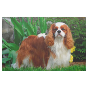 Blenheim Cavalier King Charles Spanier Dog Panel Stoff