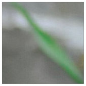 Blenheim Cavalier King Charles Spanier Dog Panel Stoff (Nahaufnahme)