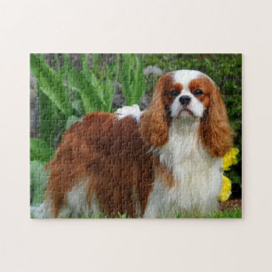 Blenheim Cavalier König Charles Spaniel Hund Puzzle