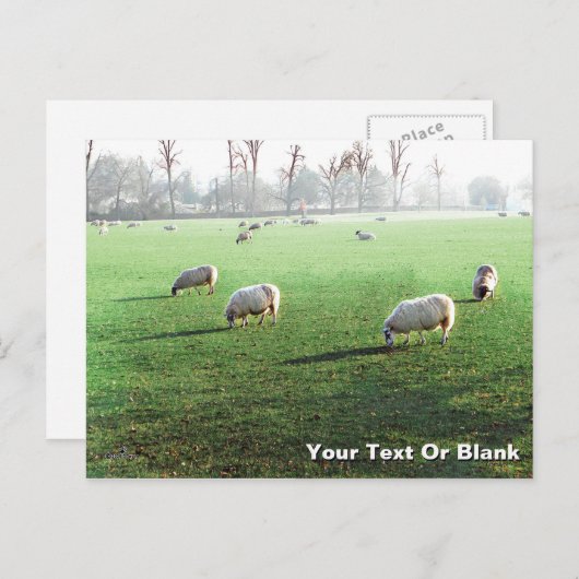 Blenheim Palace Sheep Feiertagspostkarte (Vorne/Hinten)