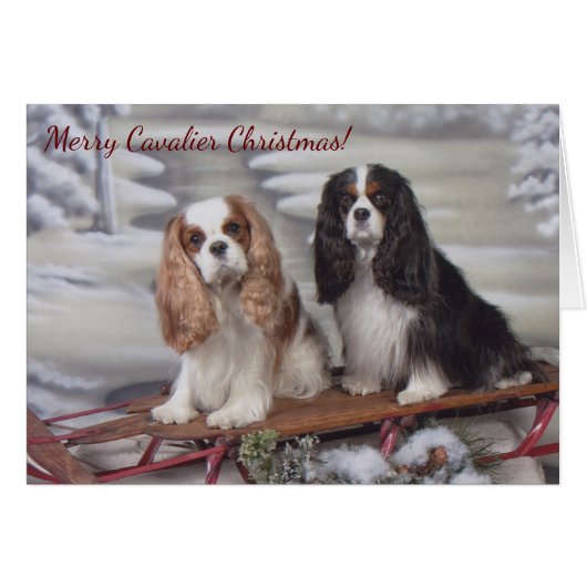Blenheim/Tricolor Cavalier Spanier Weihnachtskarte (Vorderseite (Horizontal))