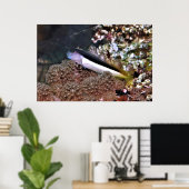 Blenny auf den Felsen Poster (Heimbüro)