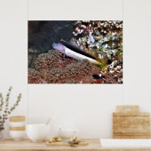 Blenny auf den Felsen Poster (Küche)