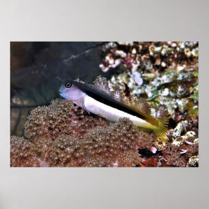 Blenny auf den Felsen Poster