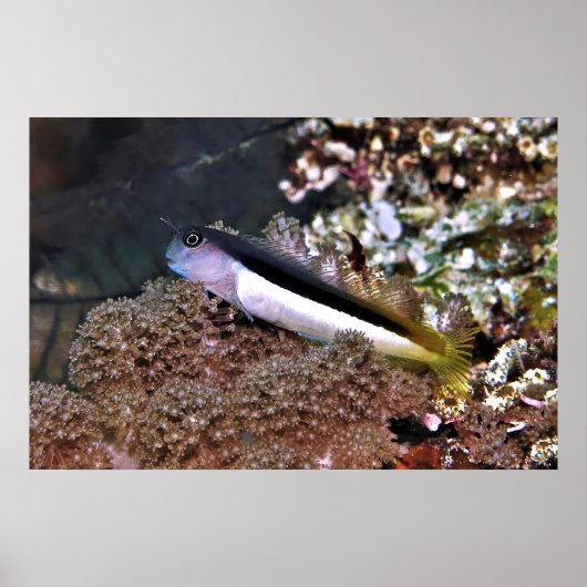 Blenny auf den Felsen Poster (Vorne)