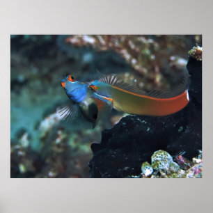 Blenny Battle Poster