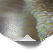 Blenny fish Blenniidae), die sich den Kopf raussch Fotodruck (Ecke)