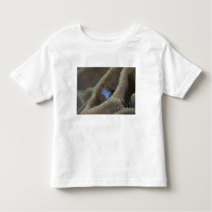 Blenny fish Blenniidae), die sich den Kopf raussch Kleinkind T-shirt