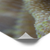 Blenny fish Blenniidae), die sich den Kopf raussch Poster (Ecke)