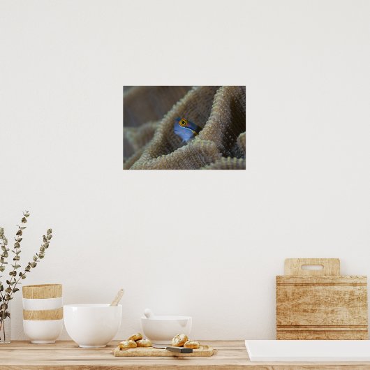 Blenny fish Blenniidae), die sich den Kopf raussch Poster (Küche)
