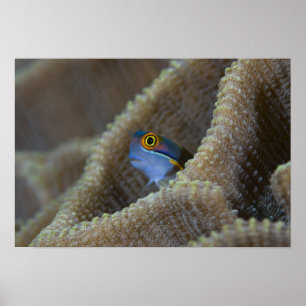 Blenny fish Blenniidae), die sich den Kopf raussch Poster