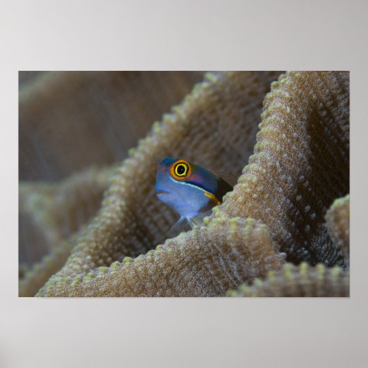 Blenny fish Blenniidae), die sich den Kopf raussch Poster (Vorne)
