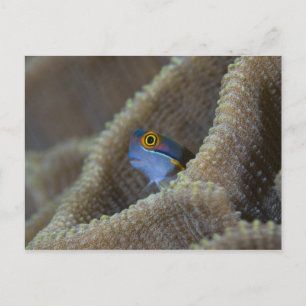 Blenny fish Blenniidae), die sich den Kopf raussch Postkarte