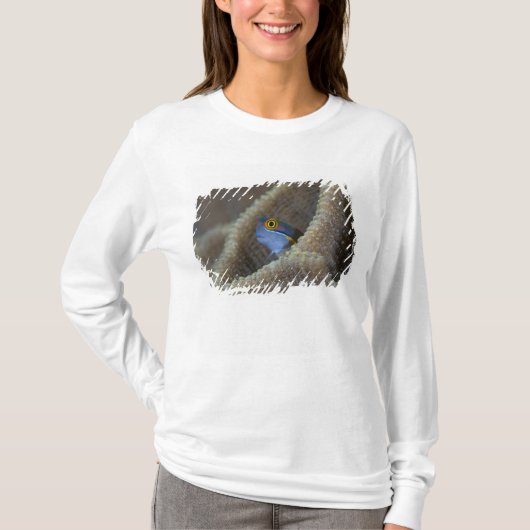 Blenny fish Blenniidae), die sich den Kopf raussch T-Shirt (Vorderseite)