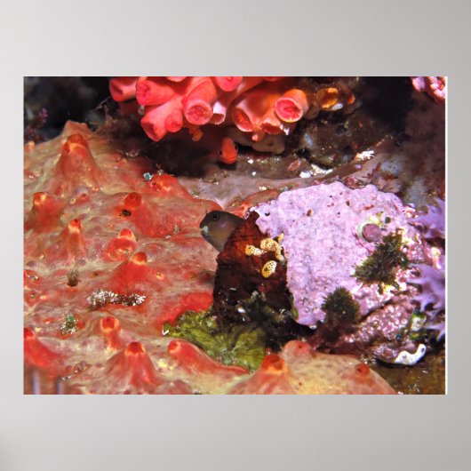 Blenny Peeking Poster (Vorne)