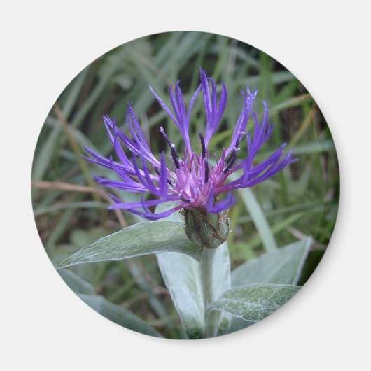 Bleuet Magnet (Vorne)