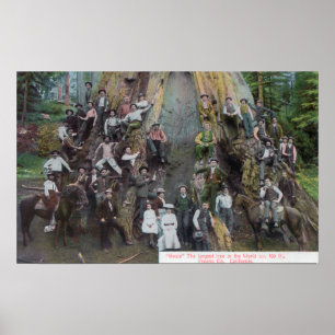 Blick auf Boole, den größten Baum der Welt Poster